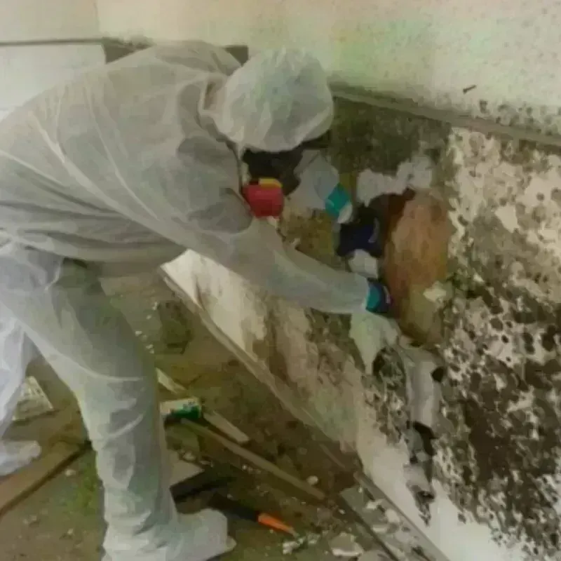 Mold Remediation and Removal in South Bradenton, FL